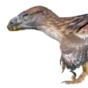 utahraptor